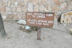 Coyotes at Large