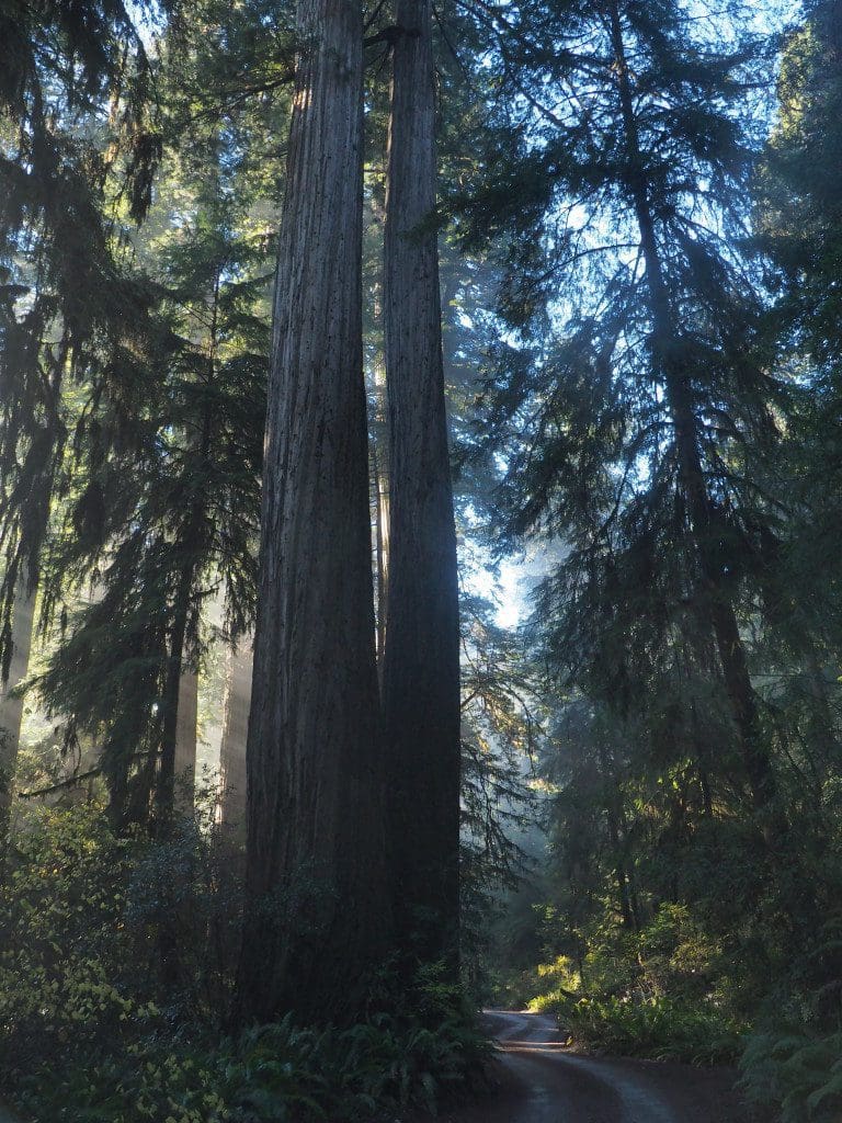 Nickerson Ranch Trail