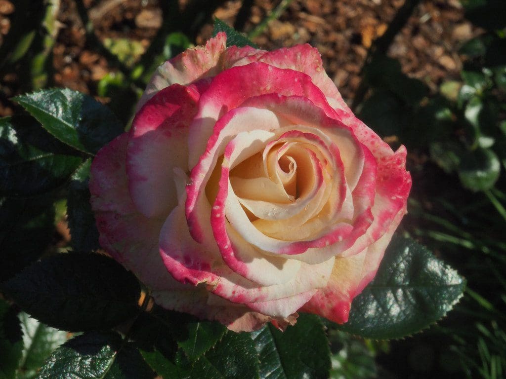 November Roses, Shore Acres