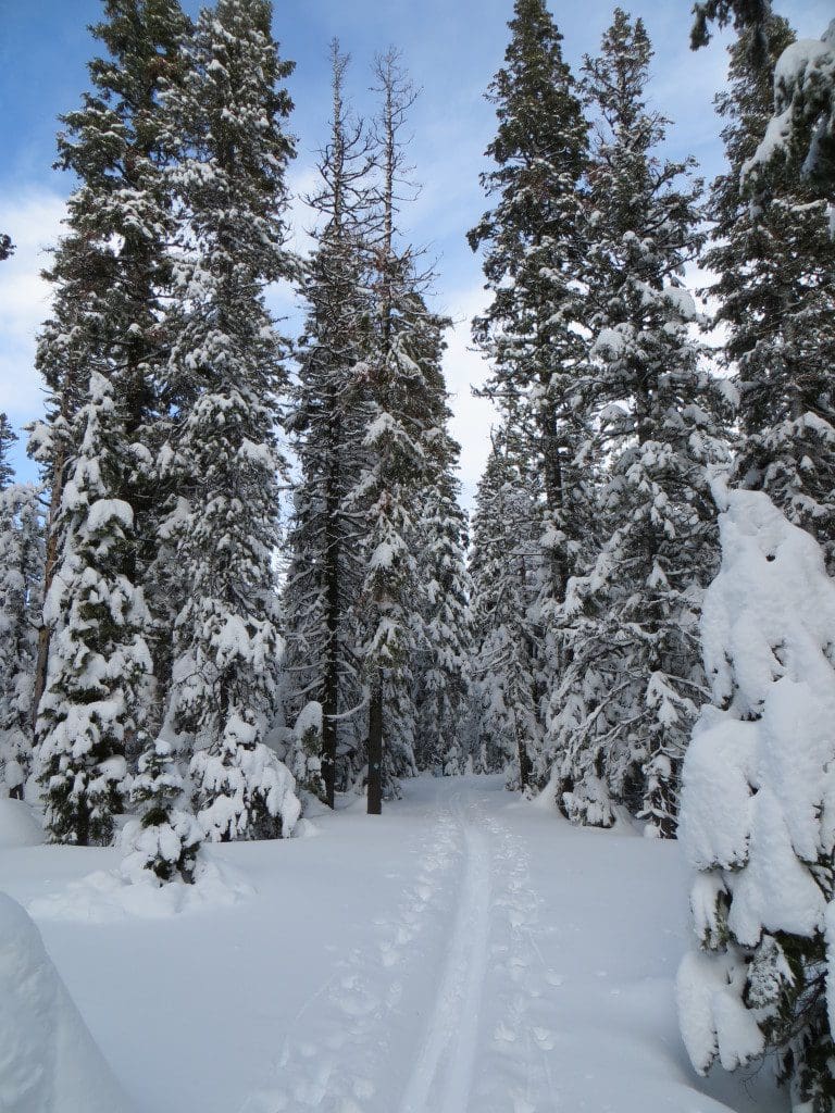 Trail Through the Powder