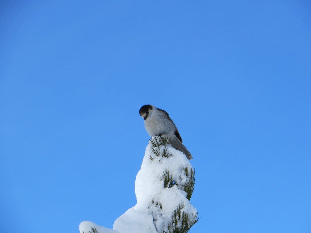 Gray Jay