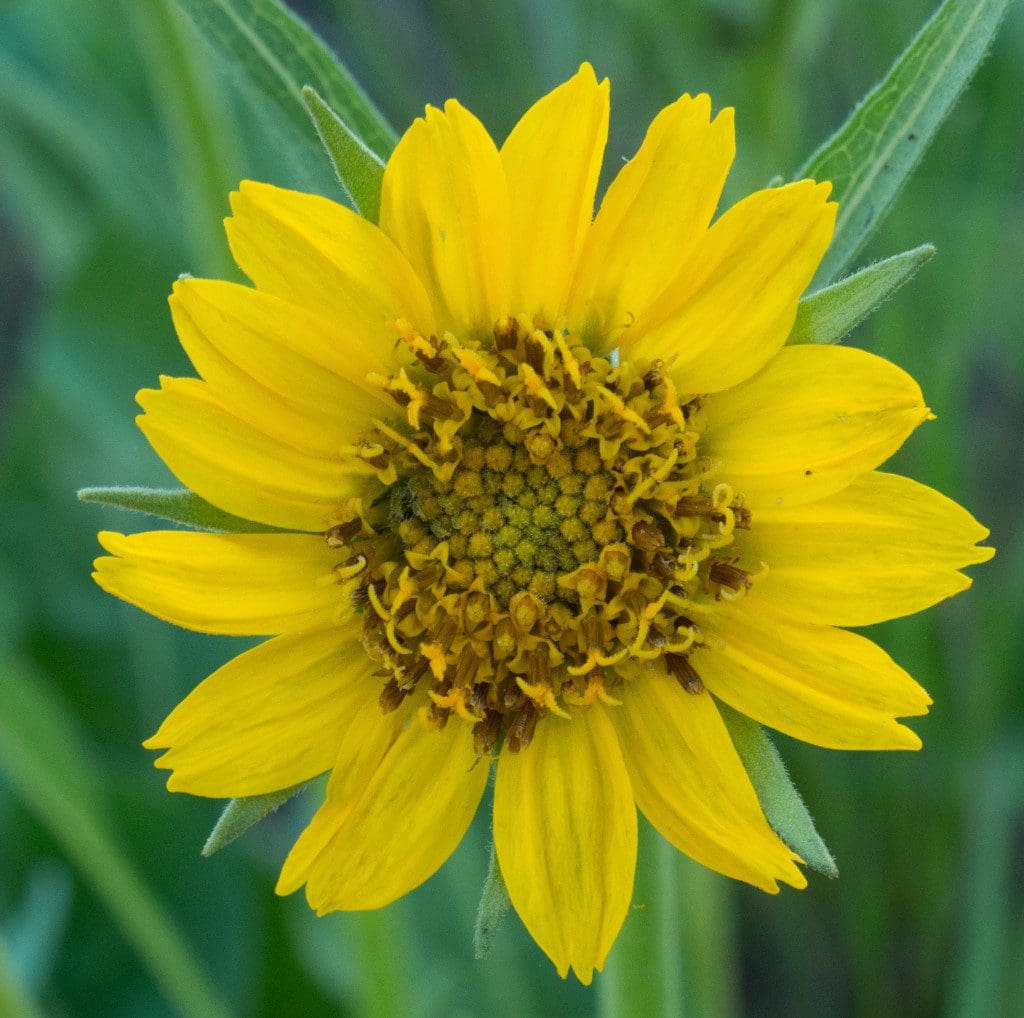 Balsamroot