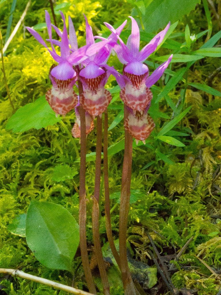 Fairyslipper, perhaps the favorite of the trip...