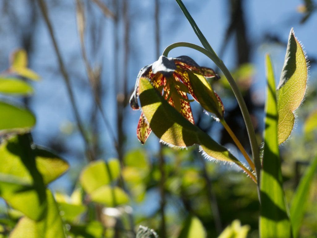 Checker Lilly