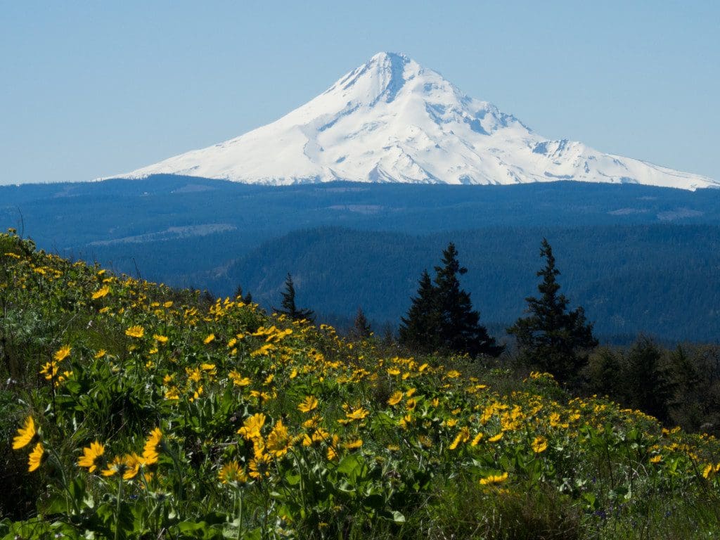 Mt. Hood from Tom McCall Point