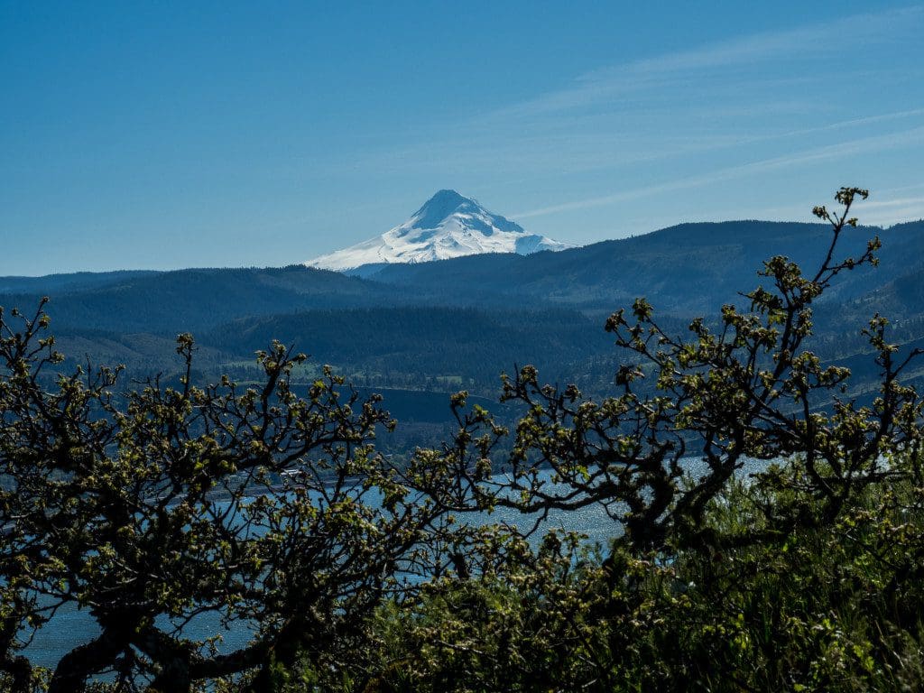 Mt. Hood from Catherine Creek trail