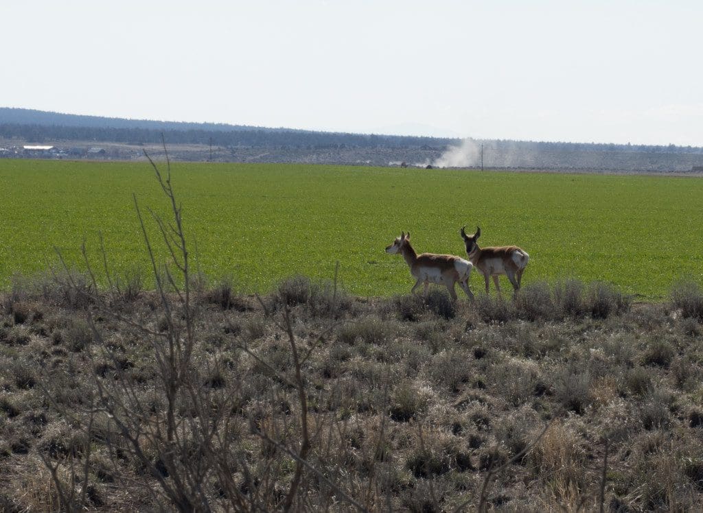 Pronghorn