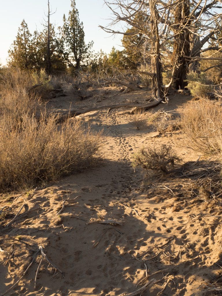 Critter tracks