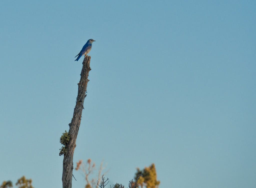 Mountain Bluebird