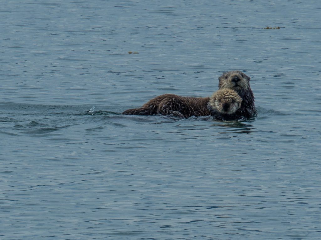 Sea Otters