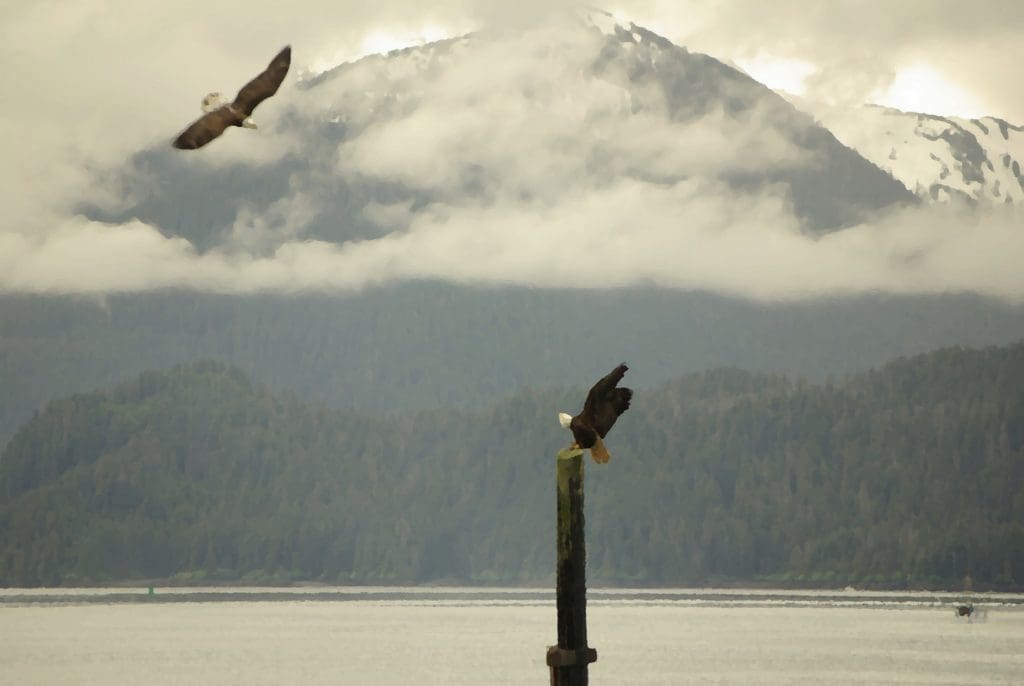 Eagle Fight