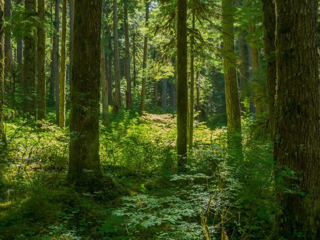 Opal Creek Woods