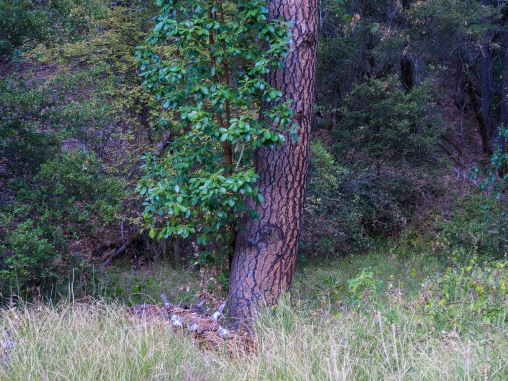 Madrone and Pine