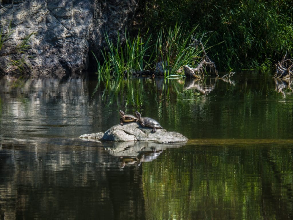 Basking Turtles