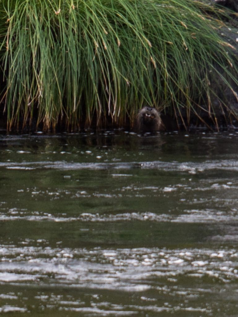 Otter, enjoying fresh fish