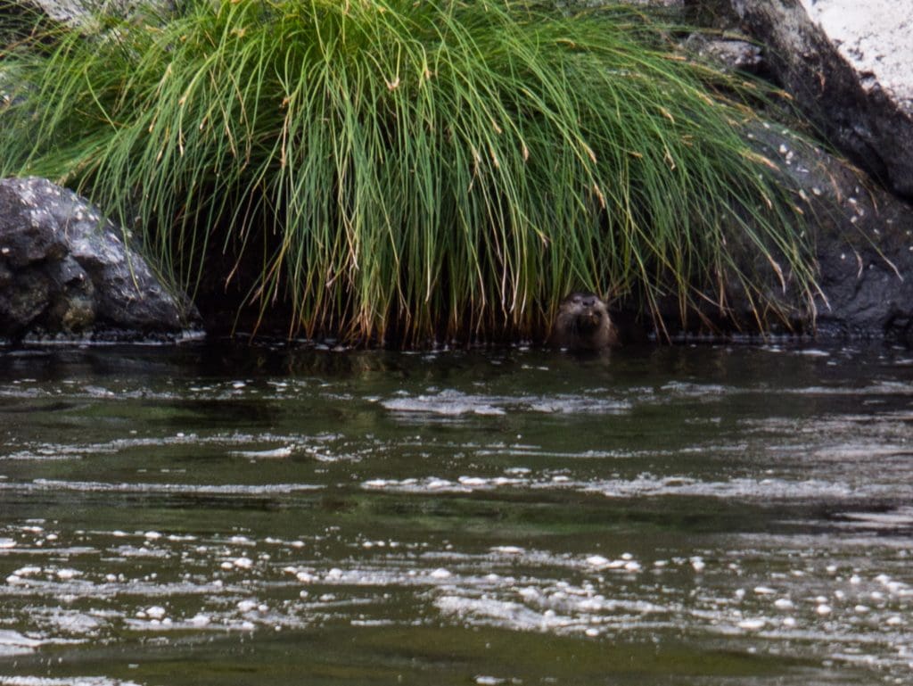 River Otter