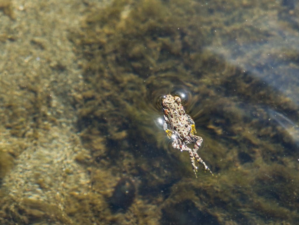 Swimming Frog - Check out all the colors!