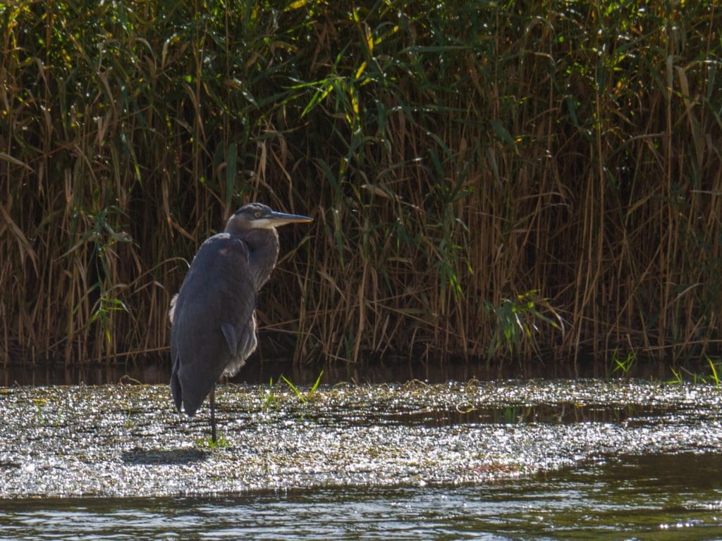 Heron