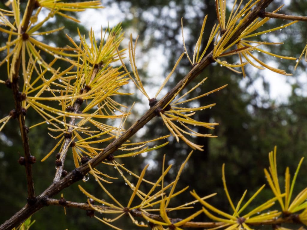 Western Larch