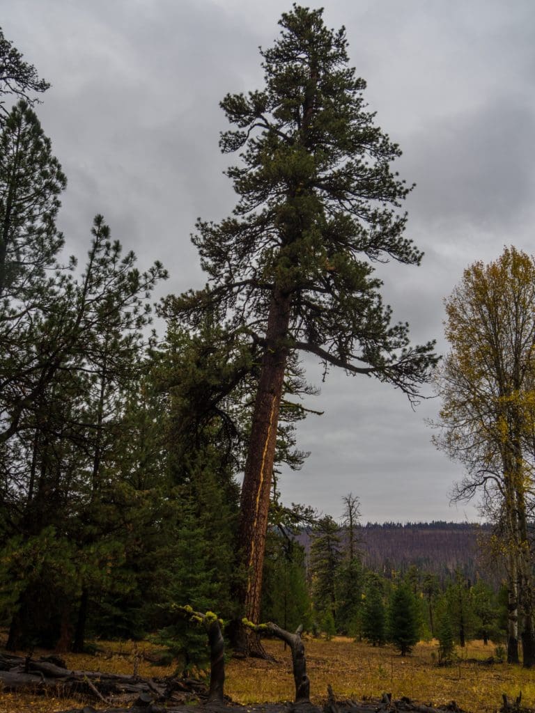 Lightning Struck Tree