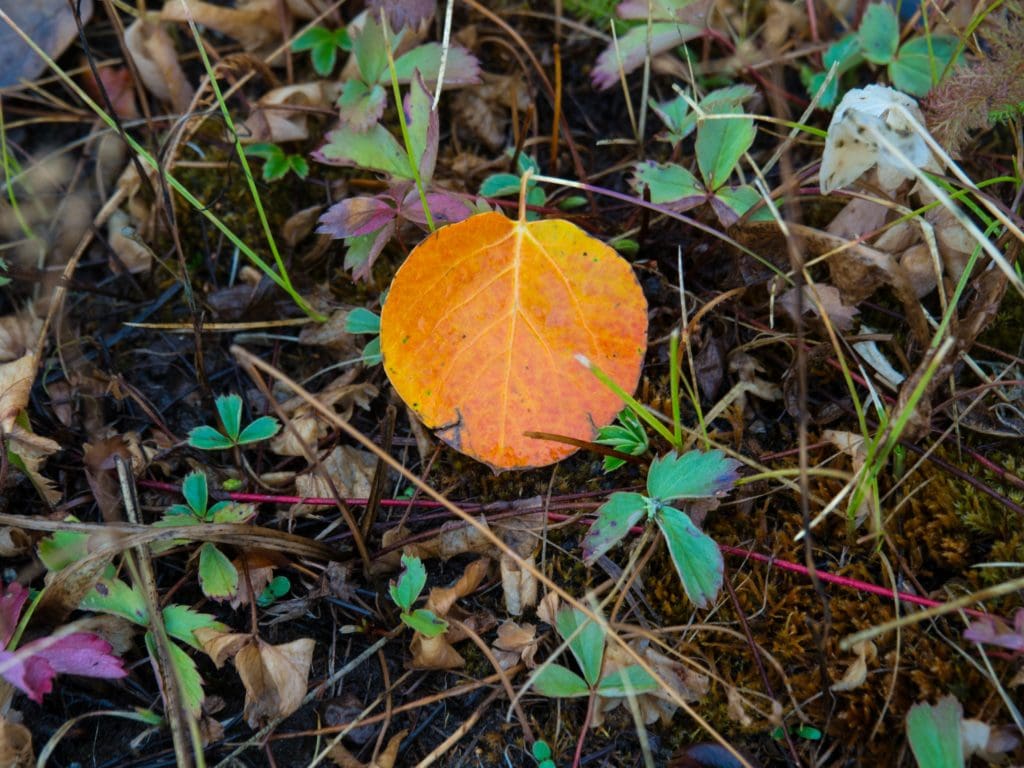 Perfect Aspen Leaf