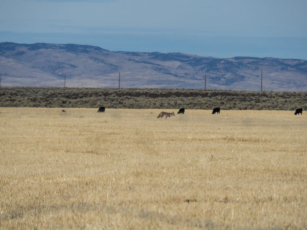 Coyote on the Prowl