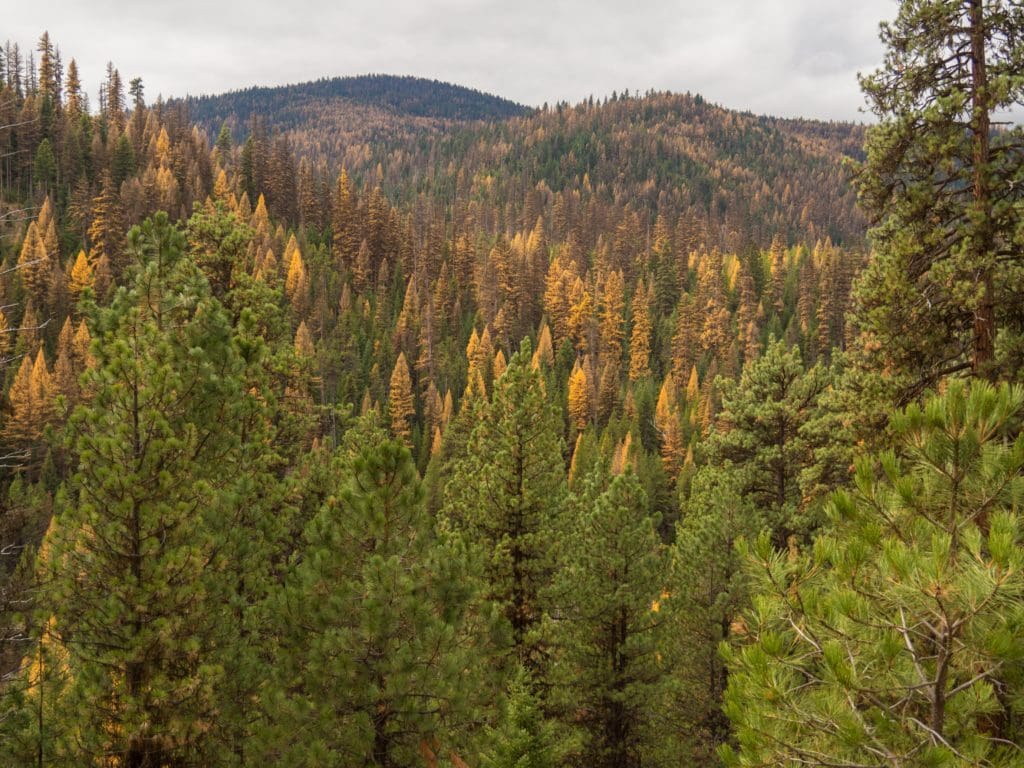 Last of the Fall, Blue Mountains, Oregon