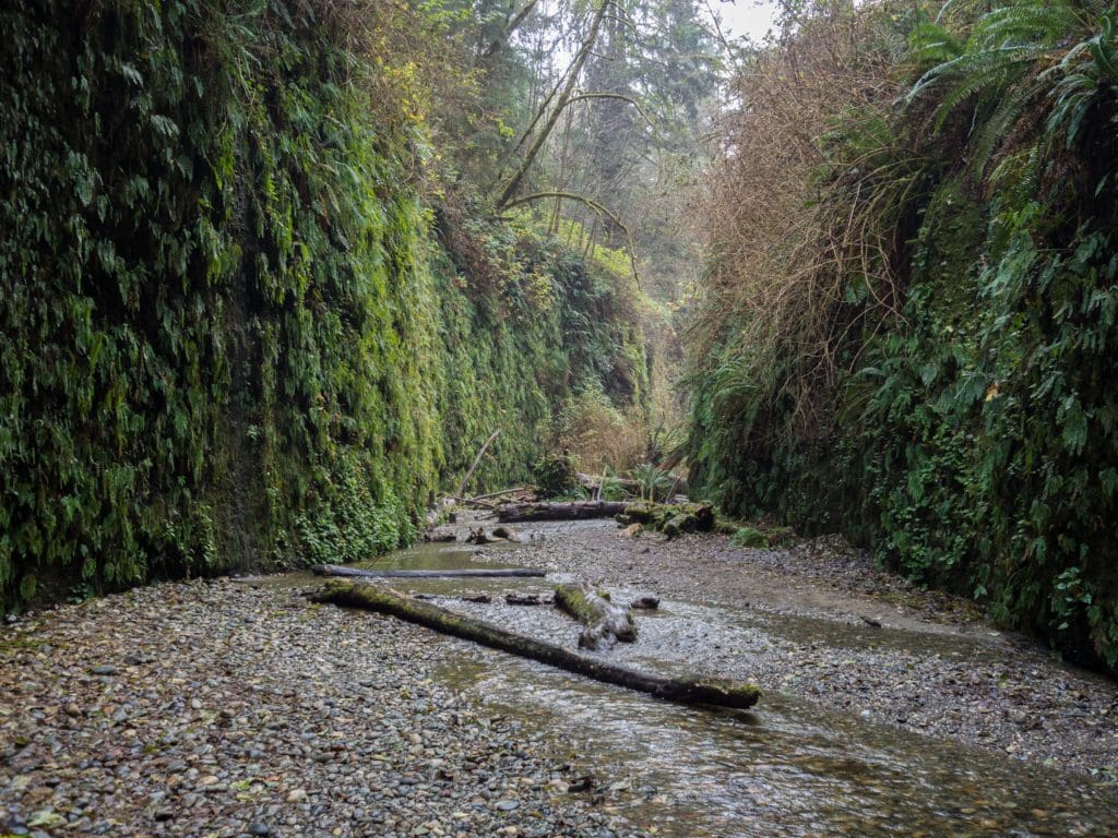 Fern Canyon