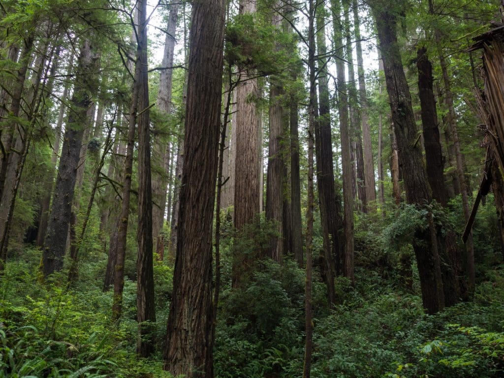 Redwoods