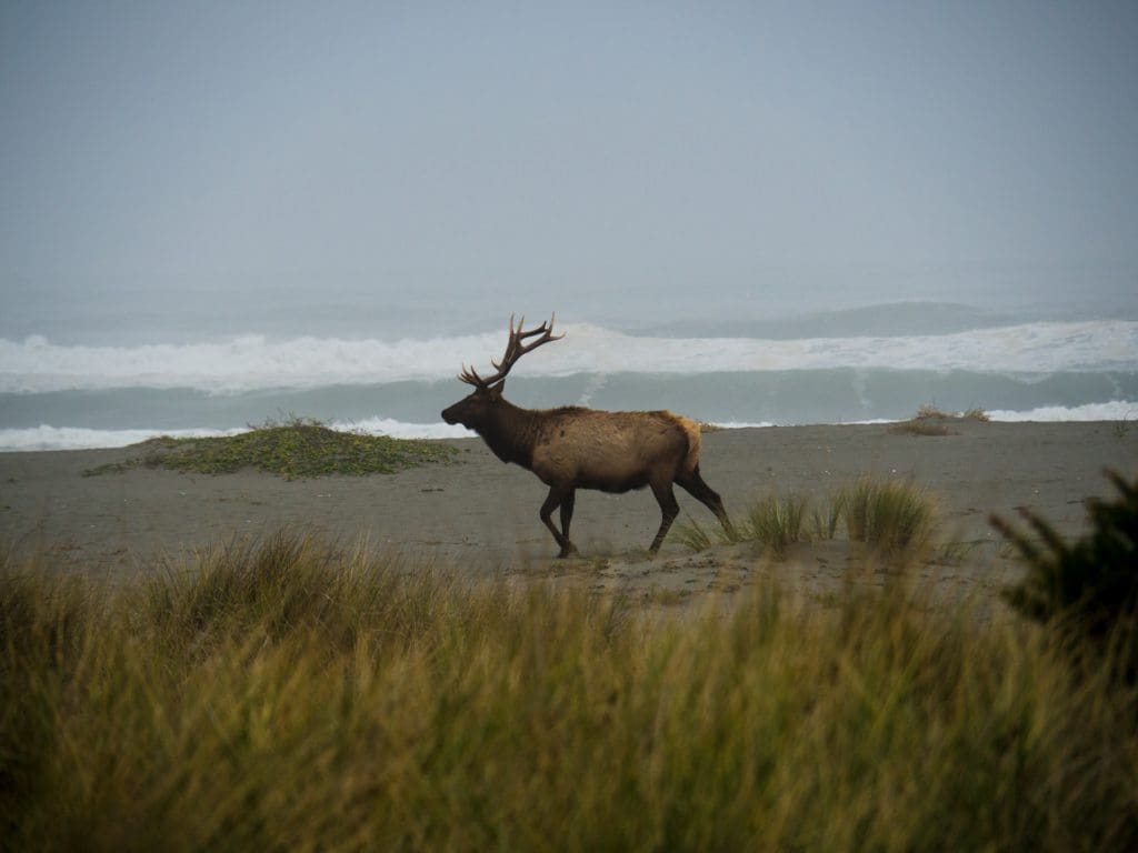 Roosevelt Elk Prowls the Beach