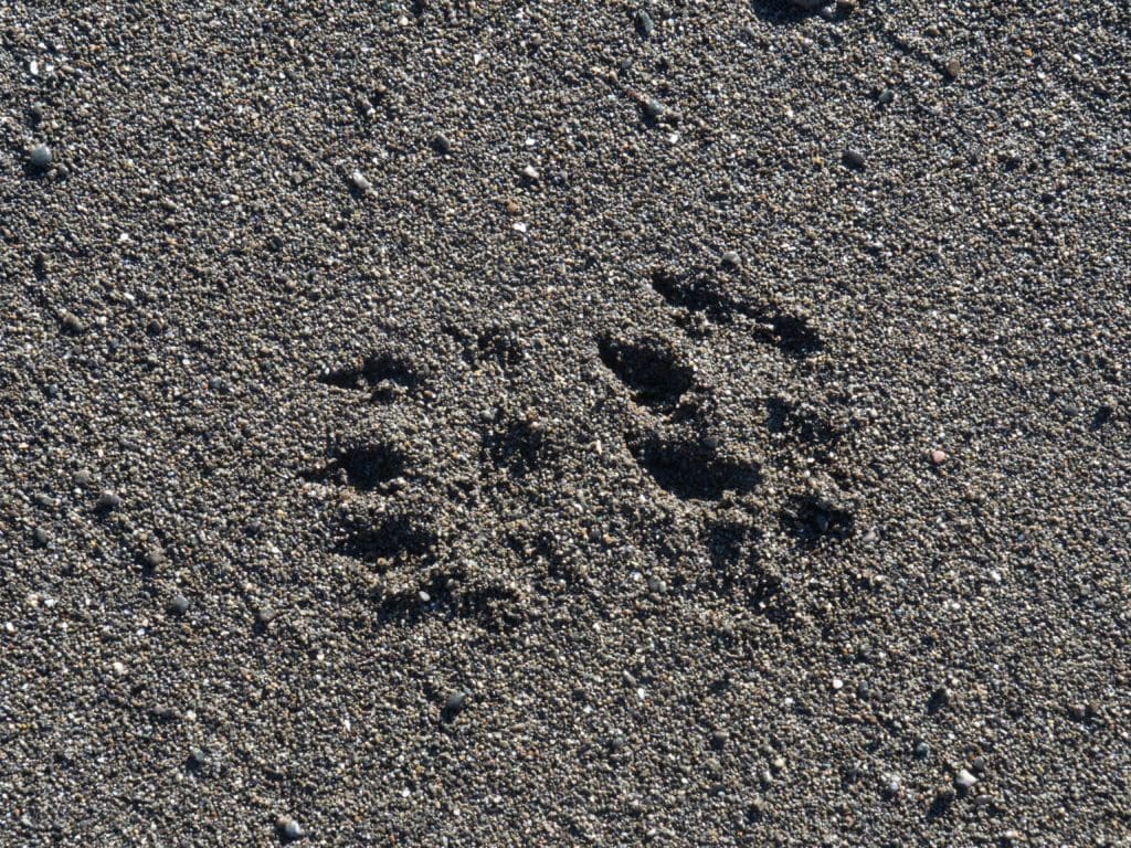 Otter Tracks