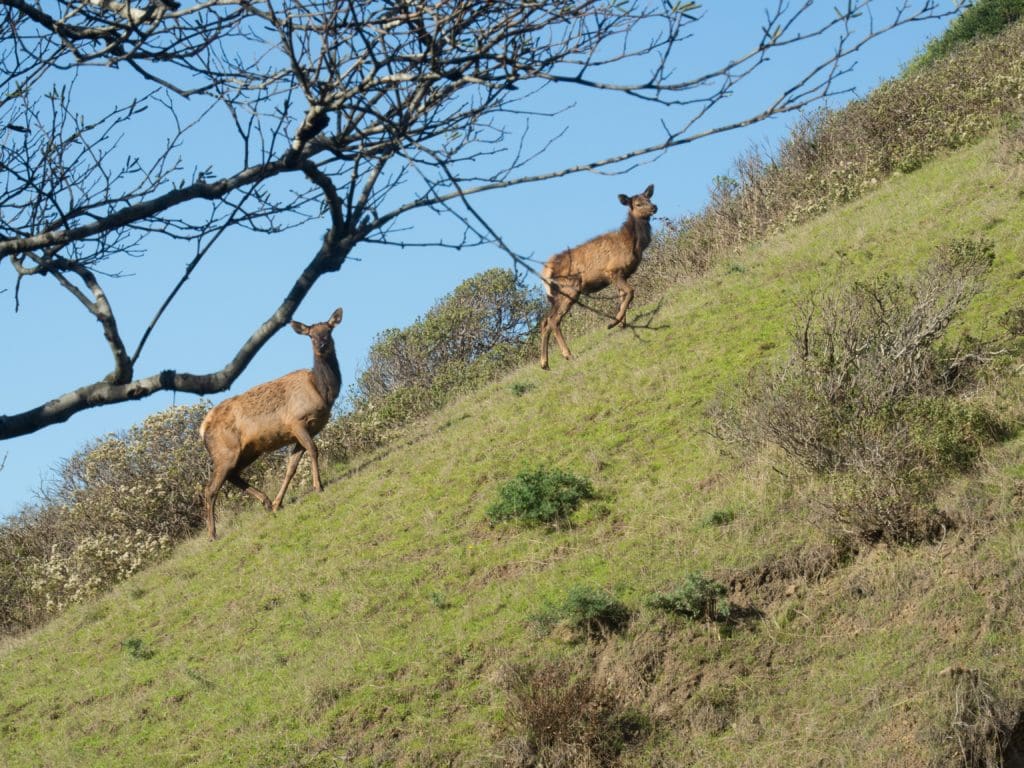 Needle Rock Elk