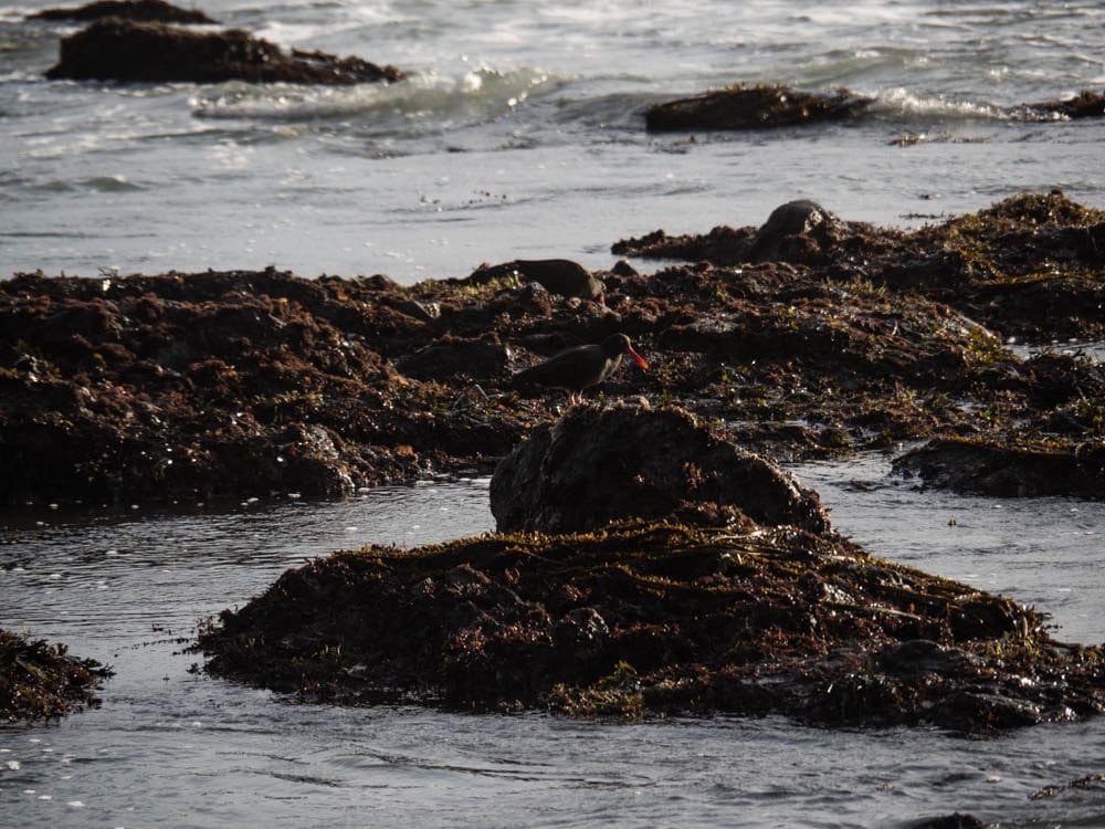 Black Oystercatcher