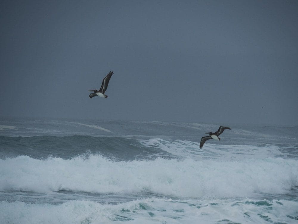 Pelicans