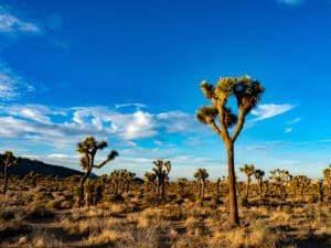 Read more about the article Joshua Tree, 2018