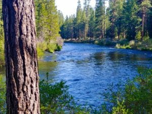 Read more about the article Metolius River, 2019