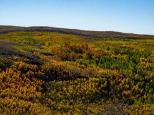 Read more about the article Fall on the Steens, 2019