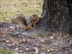 Read more about the article Squirrels of Boise