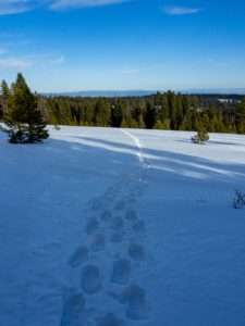 Read more about the article Lookout Mountain, A Winter Walk