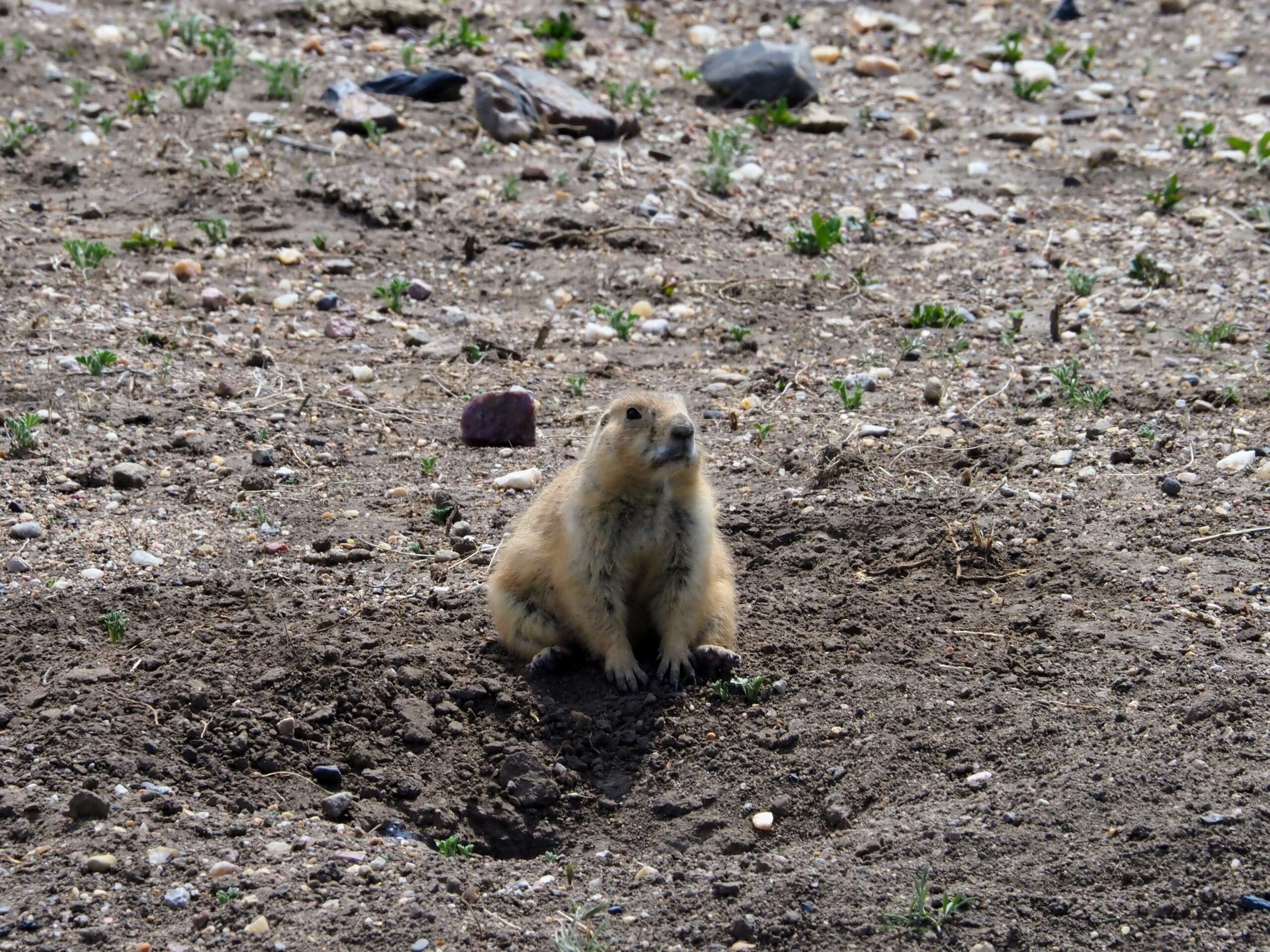 Read more about the article The Badlands to Devils Tower – South Dakota and Wyoming 2023