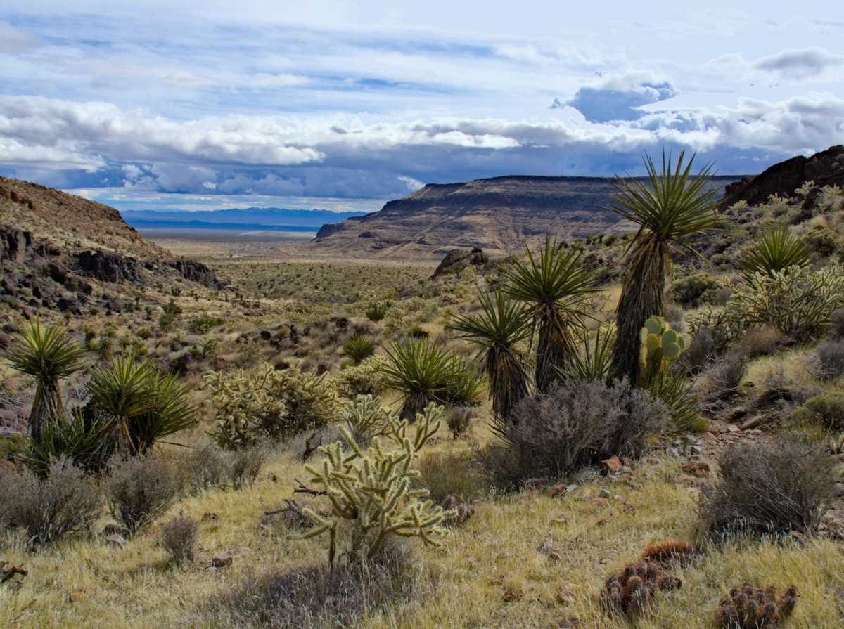 Read more about the article Video: Meandering the Mojave | South to Spring Episode 2