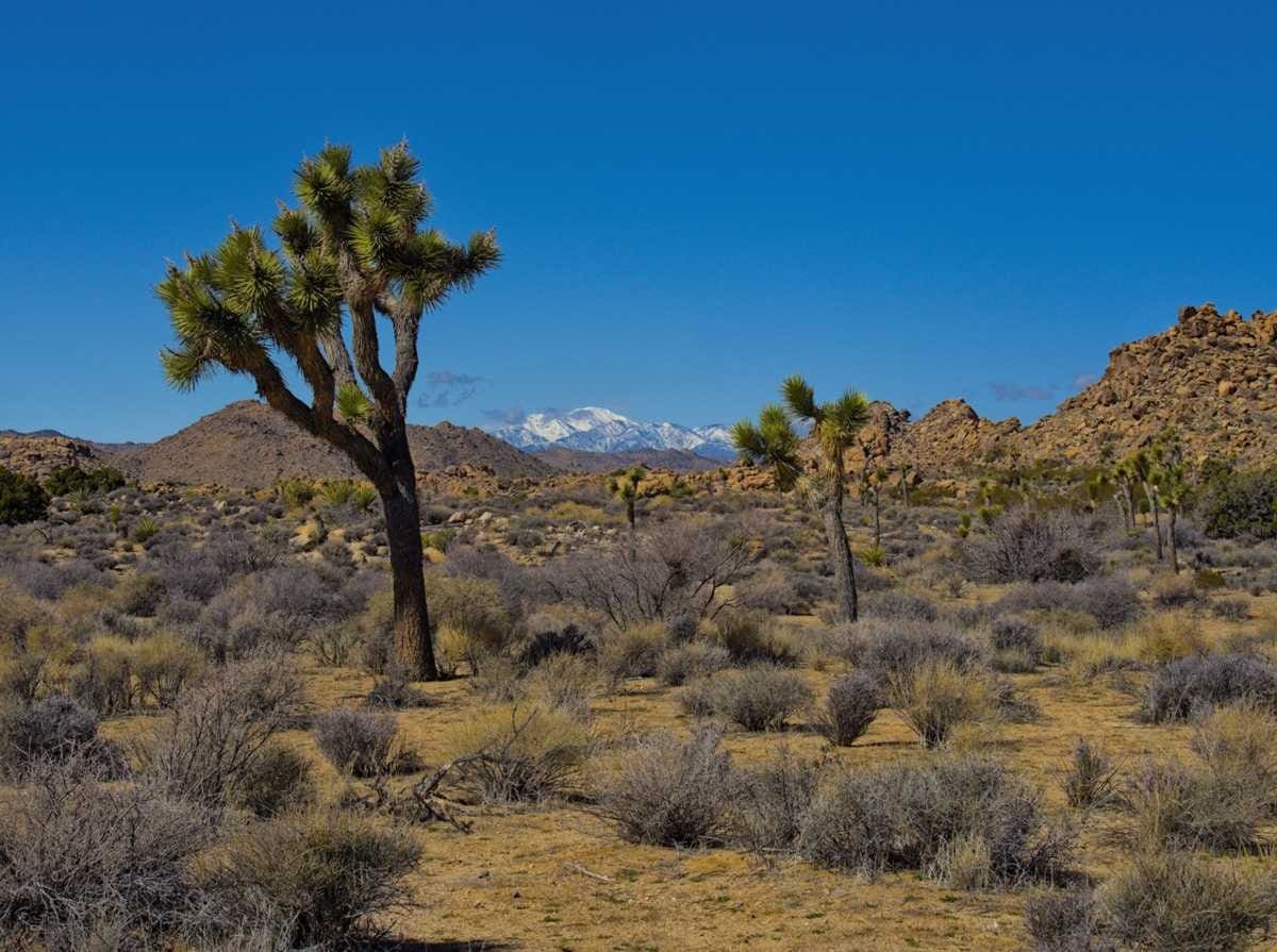 Read more about the article Video: Strolling Through Joshua Tree | South to Spring Episode 4