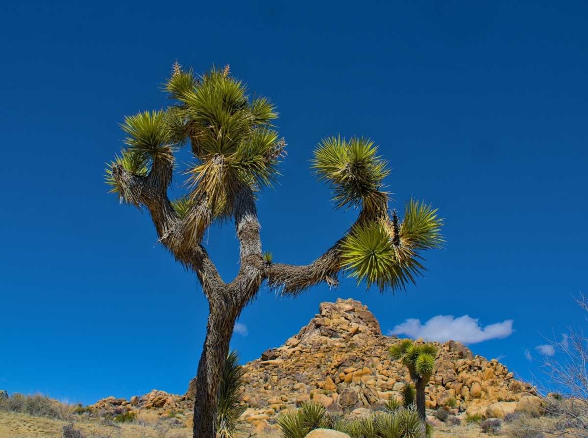 Read more about the article South to Spring | Hiking Joshua Tree