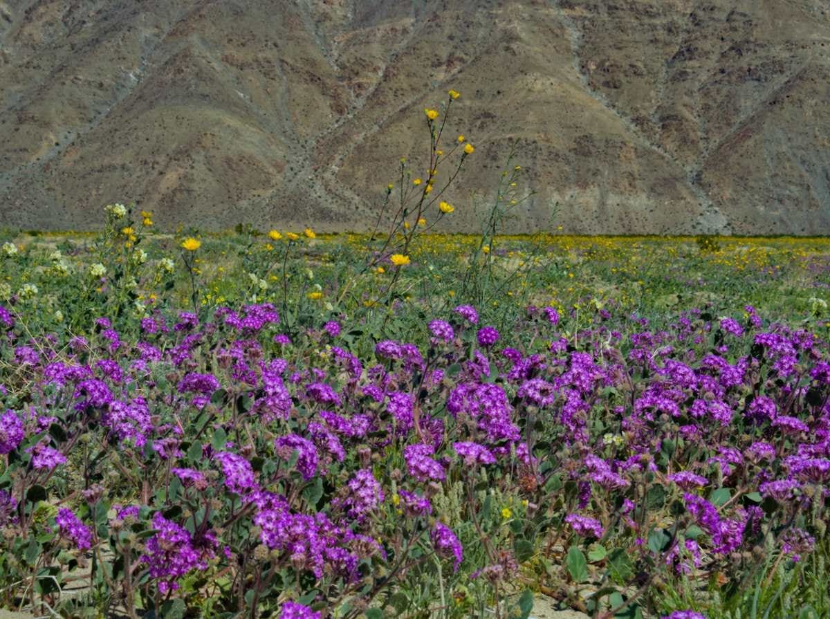 Read more about the article South to Spring | Anza Borrego Part 1