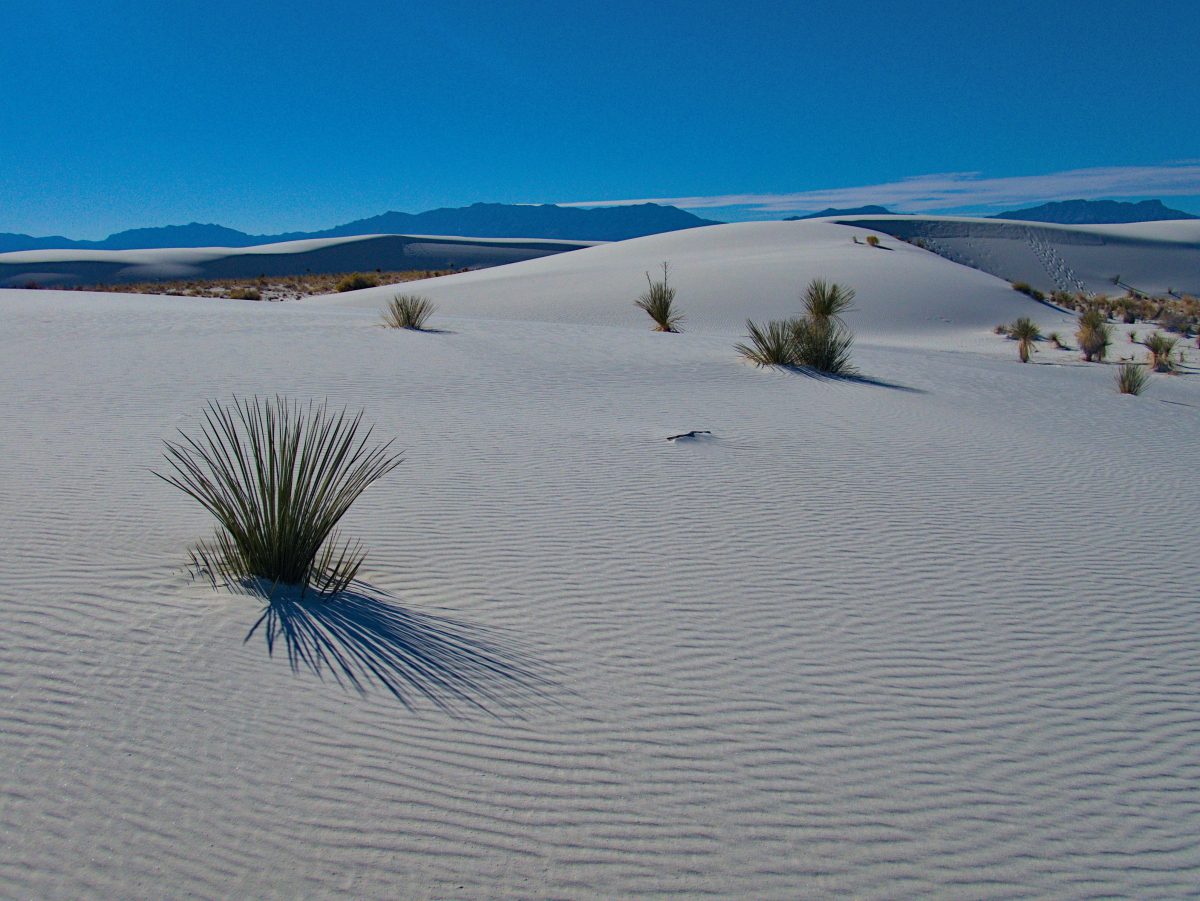 Read more about the article White Sands National Park